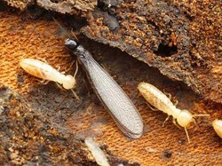 Apakah Laron dan Rayap Sama? Berikut Penjelasan dan Cara Membasminya