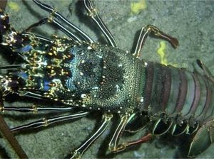 Edhy Prabowo: Ada Masyarakat Lapar Karena Pelarangan Bibit Lobster