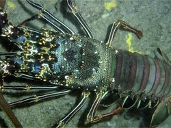 Edhy Prabowo: Ada Masyarakat Lapar Karena Pelarangan Bibit Lobster