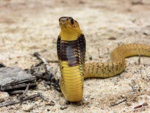 Ular Kobra Mati Digigit Anak Kecil di India