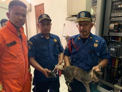 Damkar Evakuasi Kucing Masuk Panel Listrik di Rumah Dinas Gubernur Anies