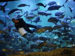 Jalan-jalan ke Sea World, Gadis Manis Ini Dideketin Penyelam