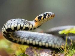 Suntikkan Bisa Ular ke Tubuh Sendiri, Pria Ini Rupanya Punya Misi Mulia