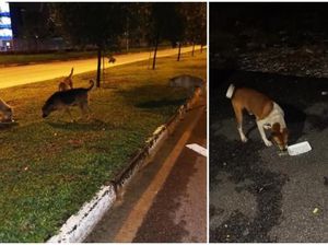 Mulia! Pria Ini Rela Masak Makanan Hangat untuk Anjing Jalanan Mulia! Pria Ini Rela Masak Makanan Hangat untuk Anjing Jalanan