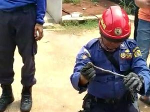 Lagi, Ular Kobra Ditemukan di Perumahan Lain di Citayam Lagi, Ular Kobra Ditemukan di Perumahan Lain di Citayam