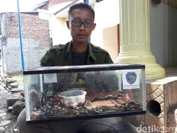 31 Anak Kobra Ditemukan di Masjid Sukoharjo, Dari Mana Asalnya?