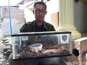 31 Anak Kobra Ditemukan di Masjid Sukoharjo, Dari Mana Asalnya? 31 Anak Kobra Ditemukan di Masjid Sukoharjo, Dari Mana Asalnya?