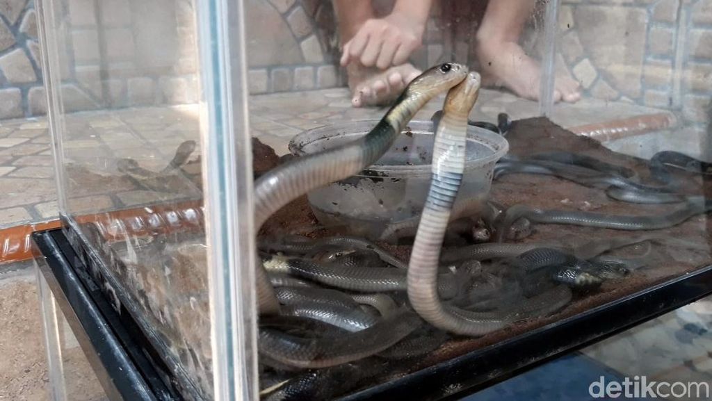Hii...! 31 Ular Kobra Ditemukan di Dalam Masjid Sukoharjo