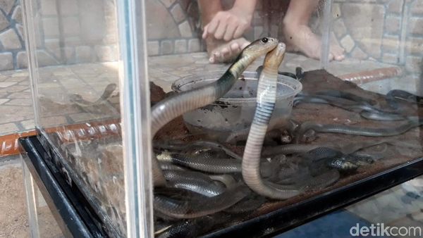 Hii...! 31 Ular Kobra Ditemukan di Dalam Masjid Sukoharjo