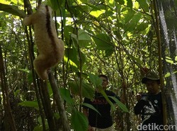 Terancam Punah, Puluhan Kukang Jawa Dilepas di Gunung Salak