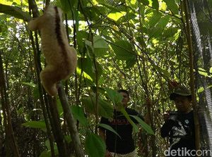 Terancam Punah, Puluhan Kukang Jawa Dilepas di Gunung Salak Terancam Punah, Puluhan Kukang Jawa Dilepas di Gunung Salak