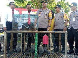 Jual-Beli Alap-alap Via Online, Pria Banjarnegara Ditangkap Jual-Beli Alap-alap Via Online, Pria Banjarnegara Ditangkap