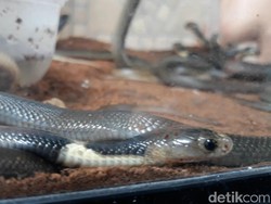 Geger 31 Ular Kobra Sembunyi di Tumpukan Karpet Masjid Sukoharjo