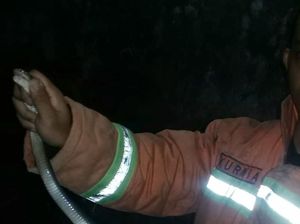 Mak Tratap! Malam-malam Ular Kobra 1 Meter Masuk Kamar Warga Kebumen