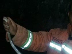 Mak Tratap! Malam-malam Ular Kobra 1 Meter Masuk Kamar Warga Kebumen