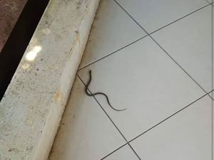 Hii... Anakan Ular Muncul di RSUD Kajen Pekalongan