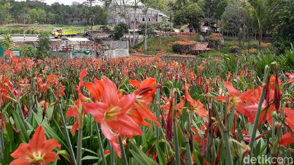Foto: Kebun Bunga Amarilis Gunungkidul yang Tetap Menarik