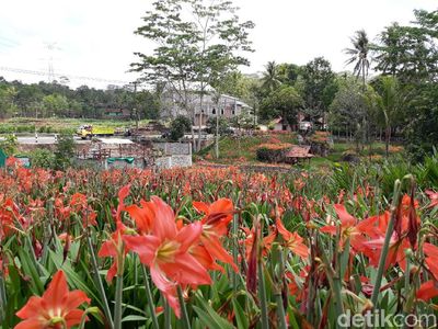 Foto: Kebun Bunga Amarilis Gunungkidul yang Tetap Menarik