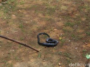 Ular Kobra Muncul, Bikin Kaget Warga di Lebak