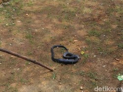 Ular Kobra Muncul, Bikin Kaget Warga di Lebak