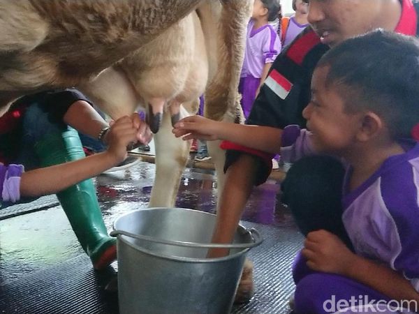 Foto: Liburan Akhir Tahun Seru di Kampung Susu