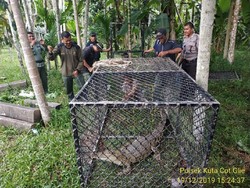 Sering Berjemur di Sungai Tempat Warga Mandi, Buaya di Aceh Ditangkap