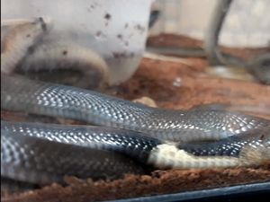 Biawak dan Ular Piton Ditemukan di Lebak Bulus Biawak dan Ular Piton Ditemukan di Lebak Bulus