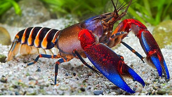 Warna-warni dan Mengilap, Ini Lobster Cantik dengan Harga Selangit