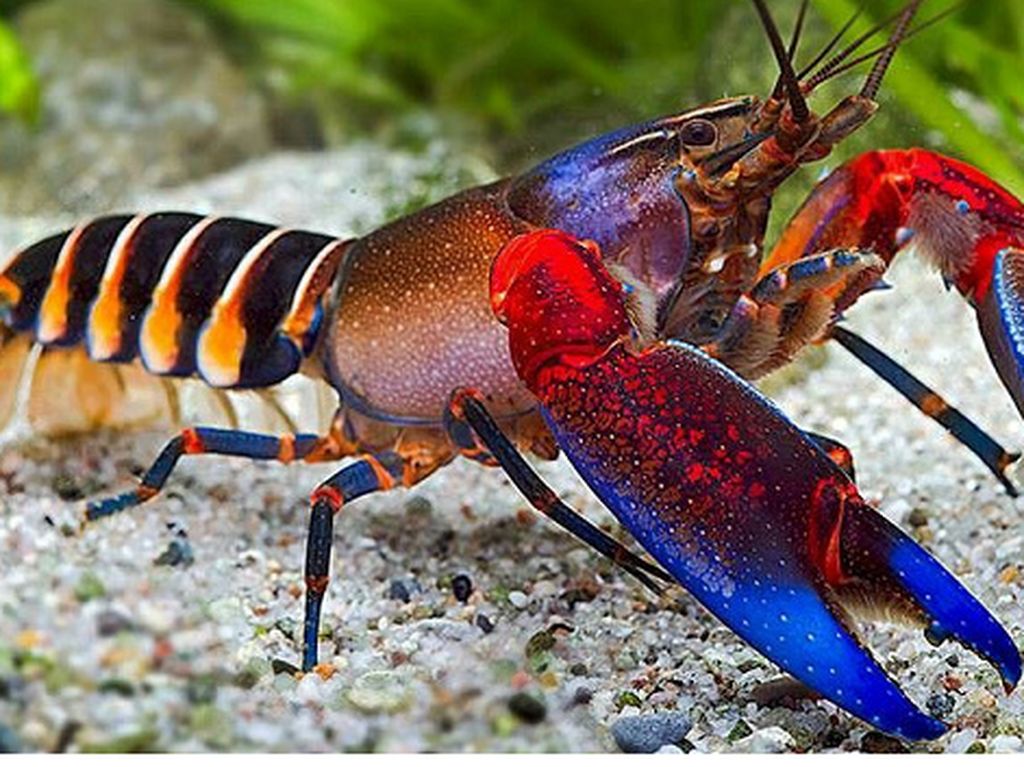 Warna-warni dan Mengilap, Ini Lobster Cantik dengan Harga Selangit