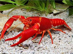 Inikah Asal-usul Lobster Emas Dipakai Isengi Logo Gerindra? Inikah Asal-usul Lobster Emas Dipakai Isengi Logo Gerindra?