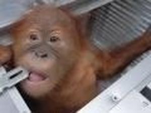 9 Bulan Trauma di Bali, Bon Bon Si Orang Utan Akhirnya Pulang ke Habitatnya