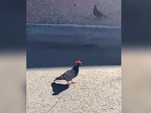 Viral Merpati Bertopi Koboi yang Hebohkan Warga Amerika Viral Merpati Bertopi Koboi yang Hebohkan Warga Amerika