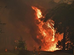 Tragis! 2 Petugas Tewas Saat Padamkan Kebakaran Hutan Australia