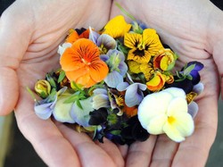 Waduh! Alpukat hingga Bunga, Disebut Tren Makanan 2019 Paling Buruk