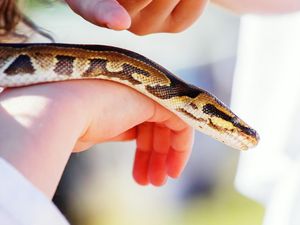Buset.. Penumpang Ini Bawa Ular Boa 1,2 Meter dalam Bagasinya Buset.. Penumpang Ini Bawa Ular Boa 1,2 Meter dalam Bagasinya