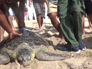 Diselamatkan dari Kawasan Bakau, 6 Penyu Dilepas di Pantai Kuta