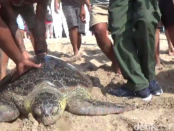 Diselamatkan dari Kawasan Bakau, 6 Penyu Dilepas di Pantai Kuta