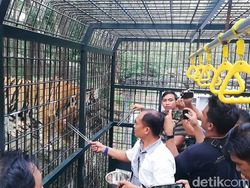 Pengalaman Seru Beri Makan Hewan Buas di Taman Safari, Mau Coba?