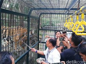 Pengalaman Seru Beri Makan Hewan Buas di Taman Safari, Mau Coba?