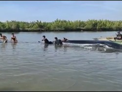 Nelayan Cilacap Selamatkan Paus Penuh Luka yang Terdampar di Sungai