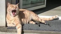 Kecelakaan, Kucing Ini Pakai Kaki Bionik