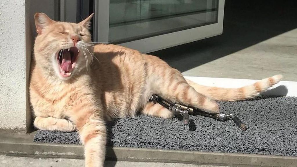 Kecelakaan, Kucing Ini Pakai Kaki Bionik Kecelakaan, Kucing Ini Pakai Kaki Bionik