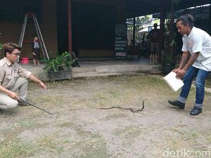 Begini Cara Evakuasi Ular Kobra yang Masuk Rumah dan Perkampungan