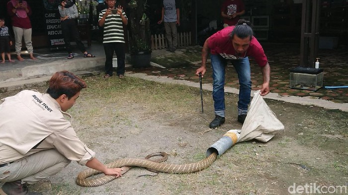 Ini Cara Evakuasi Ular Kobra Masuk Rumah Ini Cara Evakuasi Ular Kobra Masuk Rumah