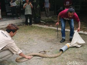 10 Cara Mencegah Ular Kobra Masuk Rumah, Dijamin Ampuh dan Aman 10 Cara Mencegah Ular Kobra Masuk Rumah, Dijamin Ampuh dan Aman