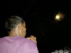 Sarang Tawon Pengganggu Warga Purworejo Dimusnahkan Petugas
