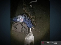 Buaya Bermunculan Bikin Resah Warga Kotim Kalteng