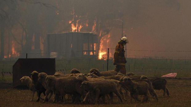 karhutla di Australia menyebabkan trauma