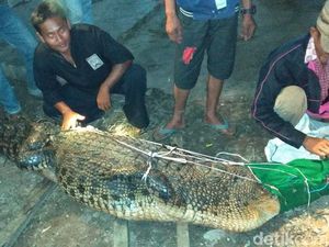 Buaya 3,3 Meter Ditangkap Lantaran Kerap Mangsa Ternak Warga
