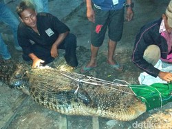 Mangsa Hewan Ternak, Buaya 3 Meter Ditangkap Warga Jambi